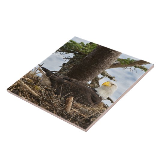 Carreau Emboîtement Eagle chauve (Côté)