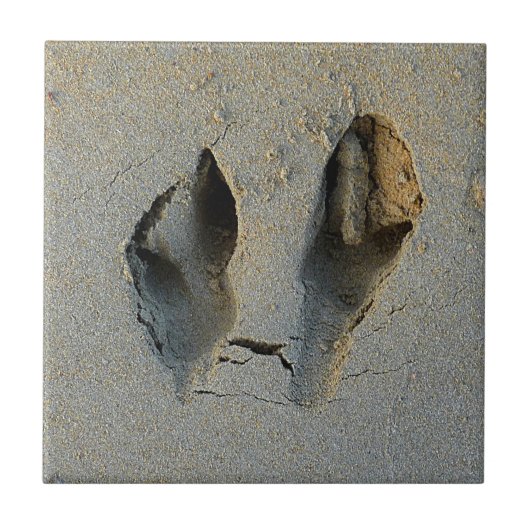 Carreau Empreintes Wallaby en sable (Devant)