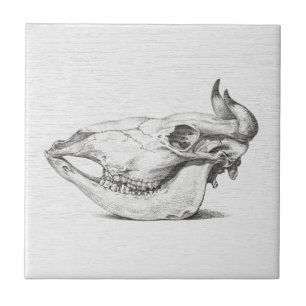 Carreau en céramique avec croquis de crâne de vach