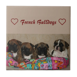Carreau en céramique de bouledogue français