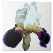 Carreau en céramique d'iris violet et blanc (Devant)