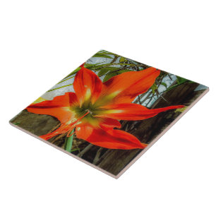 Carreau en céramique Gros plan d'Amaryllis