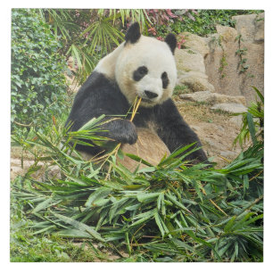 Carreau en céramique représentant un panda mangean