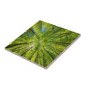 Carreau En regardant à travers les feuilles d'arbres verts (Côté)