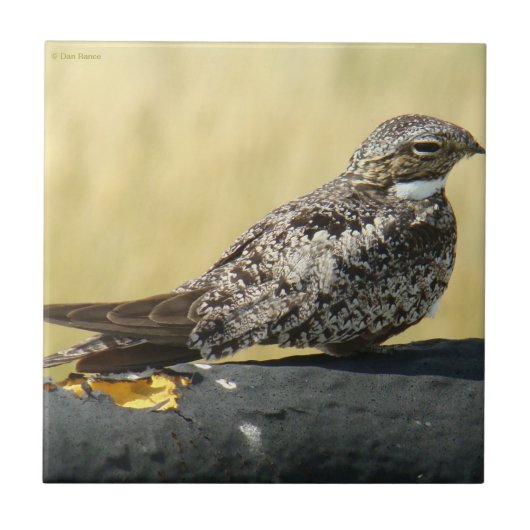 Carreau Engoulevent commun B29 (Devant)