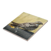 Carreau Engoulevent commun B29 (Côté)