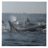 Carreau épaulard (Devant)