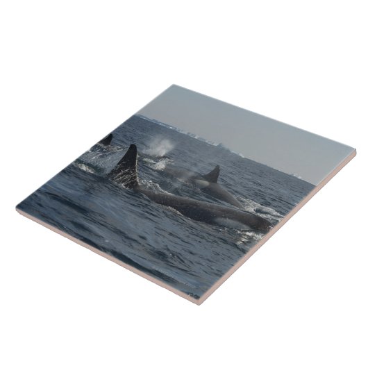 Carreau épaulard (Côté)