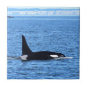 Carreau Épaulard (Devant)