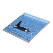 Carreau Épaulard (Côté)