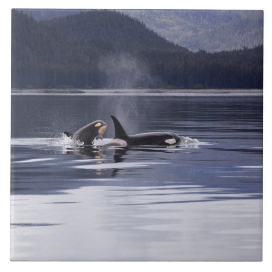 Carreau Épaulards (Devant)