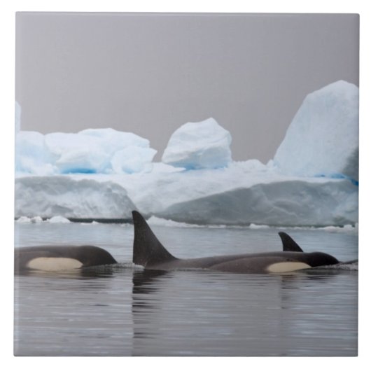 Carreau épaulards (orques), Orcinus orca, groupe (Devant)