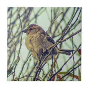 Carreau Épervier dans l'arborescence