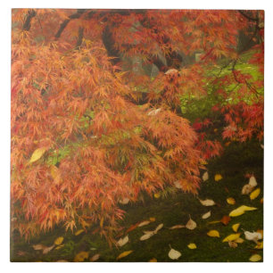 Carreau Érable japonais en couleur d'automne