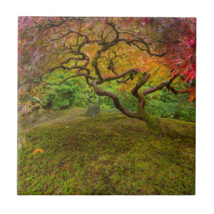 Carreau Érable japonais en couleur d'automne