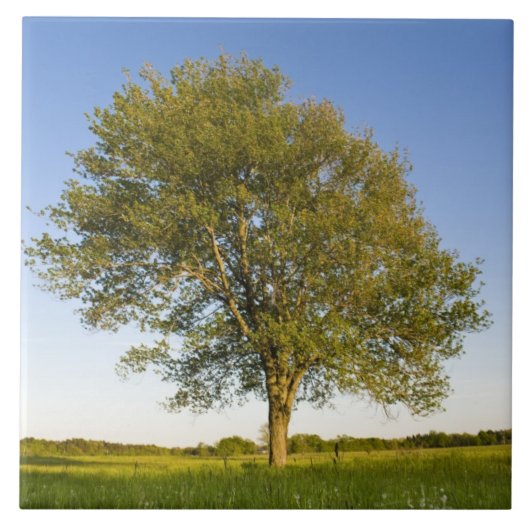 Carreau Érable solitaire dans un champ de foin à la ferme  (Devant)