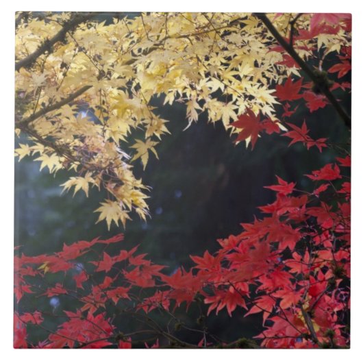 Carreau Érables en couleur d'automne (Devant)