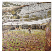 Carreau Eric Ravilit, Strawberry Nets, (Devant)