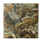 Carreau Ernst Haeckel, ancienne illustration de mode Lacer (Devant)