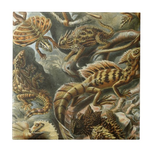Carreau Ernst Haeckel, ancienne illustration de mode Lacer (Devant)