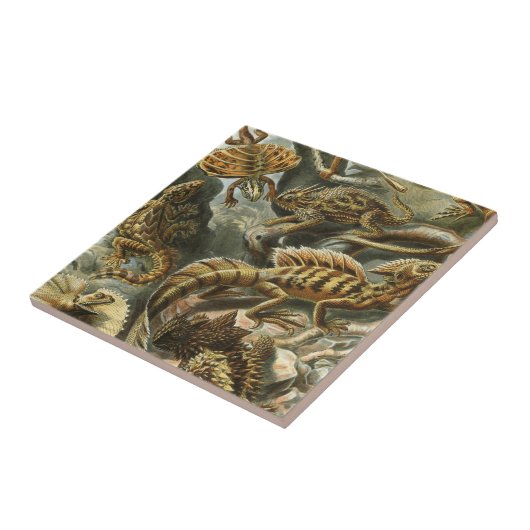 Carreau Ernst Haeckel, ancienne illustration de mode Lacer (Côté)