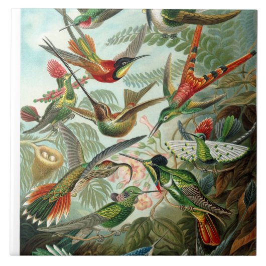 Carreau Ernst Haeckel Hummingbirds - Art Formes de la natu (Devant)