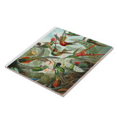 Carreau Ernst Haeckel Hummingbirds - Art Formes de la natu (Côté)
