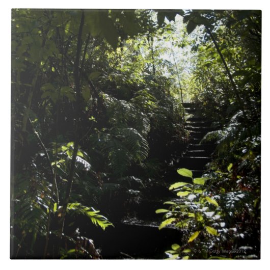 Carreau Escalier/sentier piéton rustiques dans la forêt, (Devant)