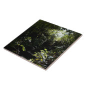 Carreau Escalier/sentier piéton rustiques dans la forêt, (Côté)