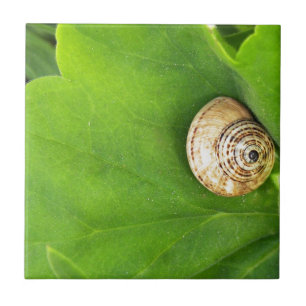 Carreau escargot