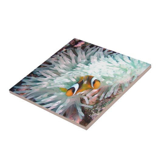 Carreau Espèce marine (Côté)