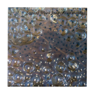 Carreau Espèces : Les oeufs de amarrent la grenouille