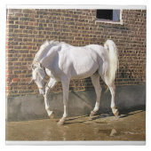 Carreau Étalon Arabe blanc (Devant)