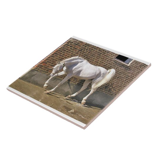 Carreau Étalon Arabe blanc (Côté)