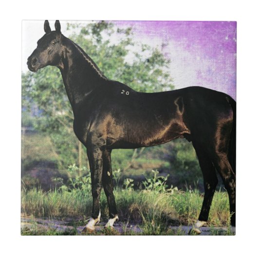Carreau étalon d'Akhal-teke (Devant)