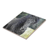 Carreau Étalon frison (Côté)