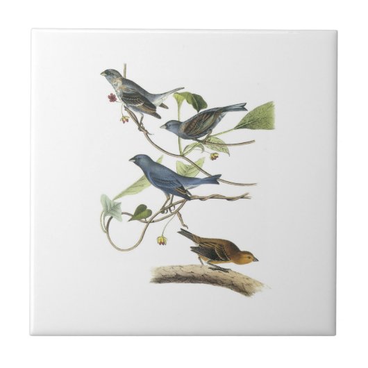 Carreau Étamine d'indigo par Audubon (Devant)