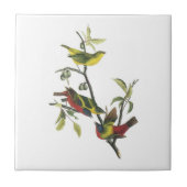 Carreau Étamine peinte par Audubon (Devant)