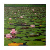 Carreau Etang de fleurs de lys d'eau rose (Devant)