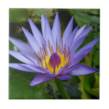 Étang de nénuphars bleus / violets