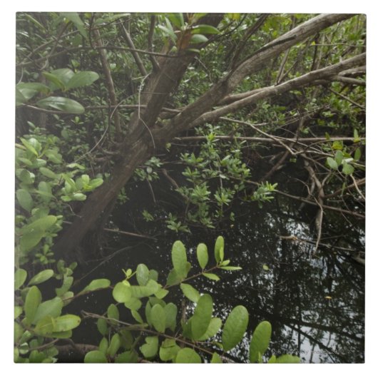 Carreau Étang tropical de sel (Devant)