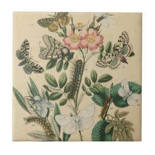 Carreau Étapes de la vie de papillon par le studio de