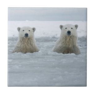 Carreau États-Unis, Alaska, North Slope, ours polaires