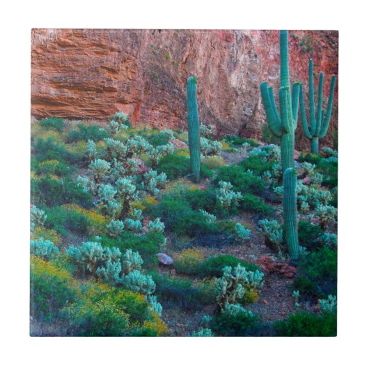 Carreau États-Unis, Arizona. Flore du désert (Devant)