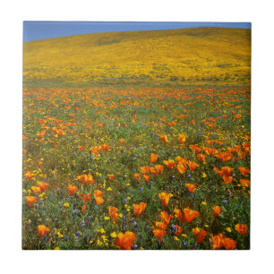 Carreau États-Unis, Californie, Antelope Valley Californie