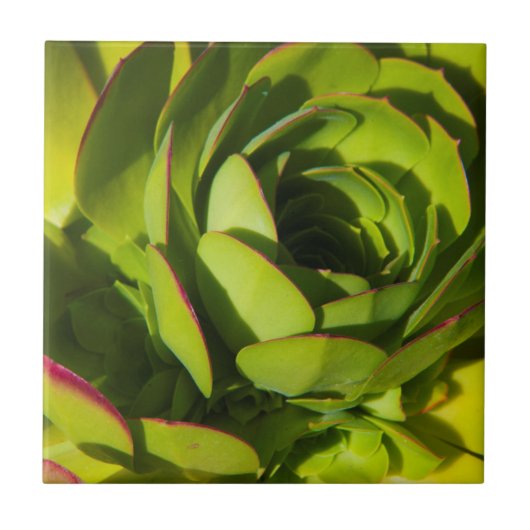 Carreau États-Unis, Californie. Fermeture du Plante géant  (Devant)