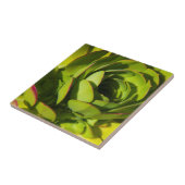 Carreau États-Unis, Californie. Fermeture du Plante géant  (Côté)