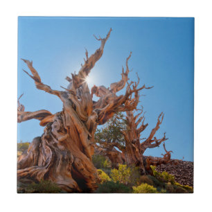 Carreau États-Unis, Californie, Forêt nationale d'Inyo 10