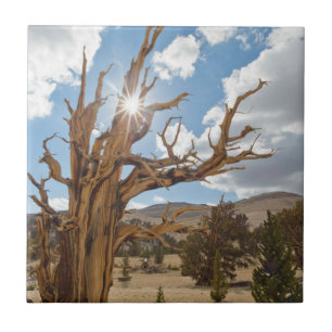 Carreau États-Unis, Californie, Forêt nationale d'Inyo 6