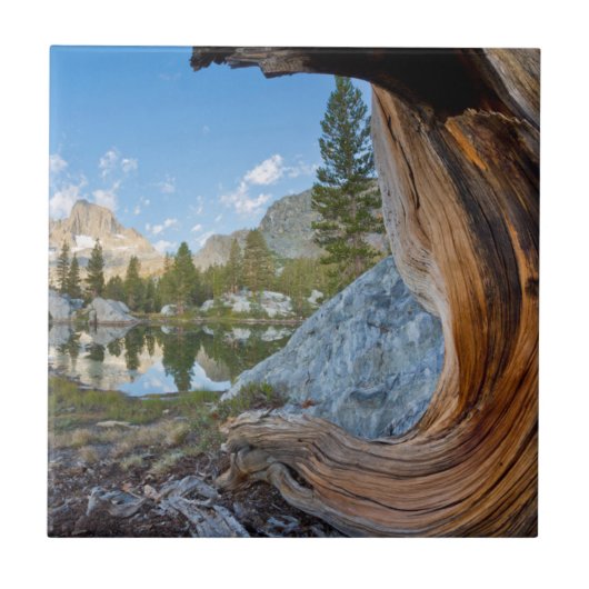 Carreau États-Unis, Californie, forêt nationale d'Inyo. An (Devant)